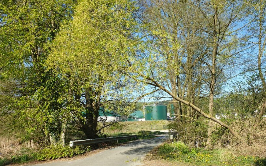 Baum droht auf Straße zu stürzen