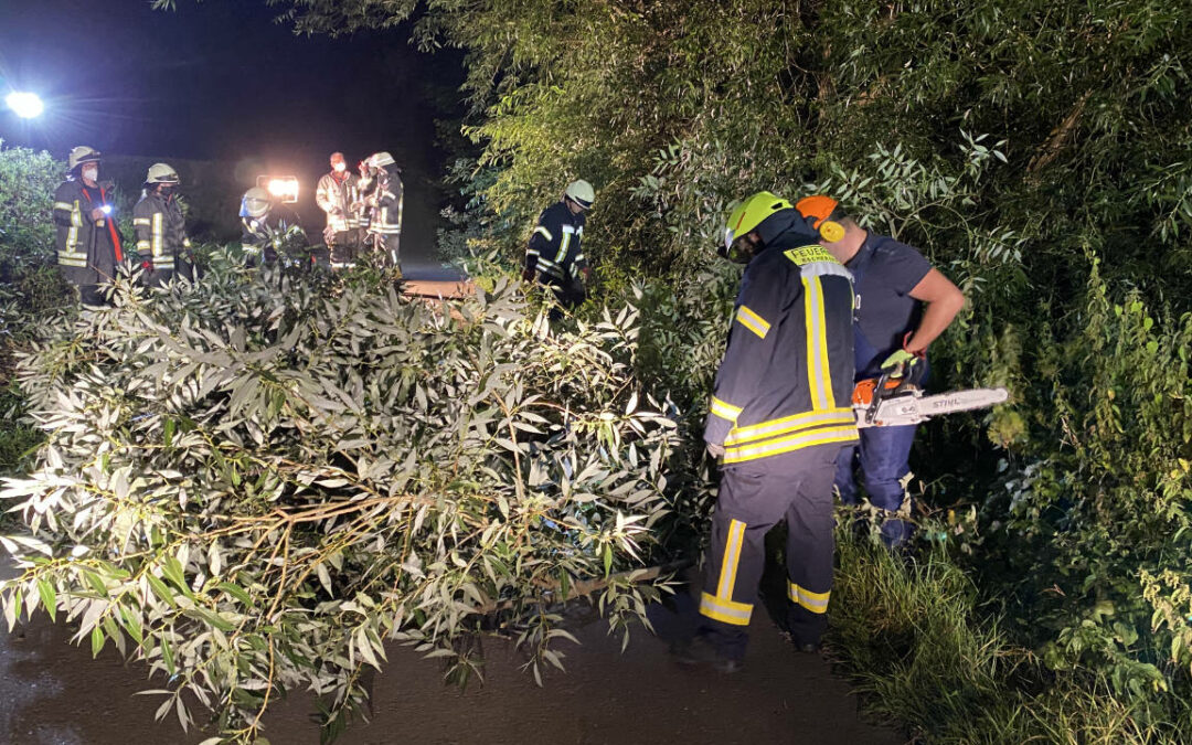 Umgestürzter Baum im Kuhanger