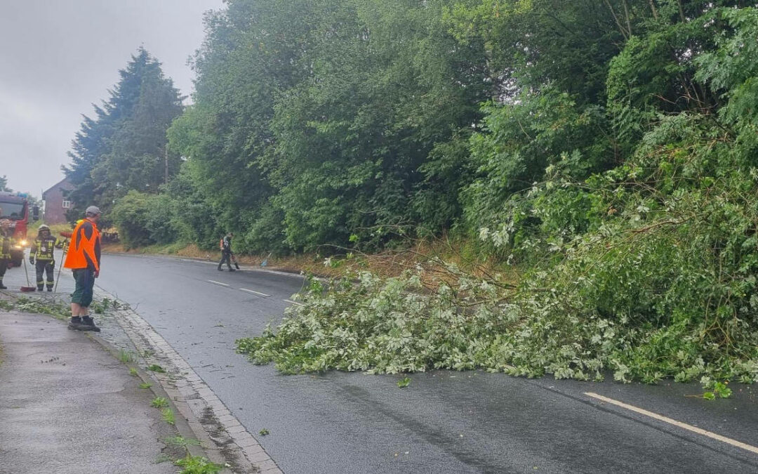 Baum stürzt auf Hauptstraße – weitere Bäume drohen zu fallen