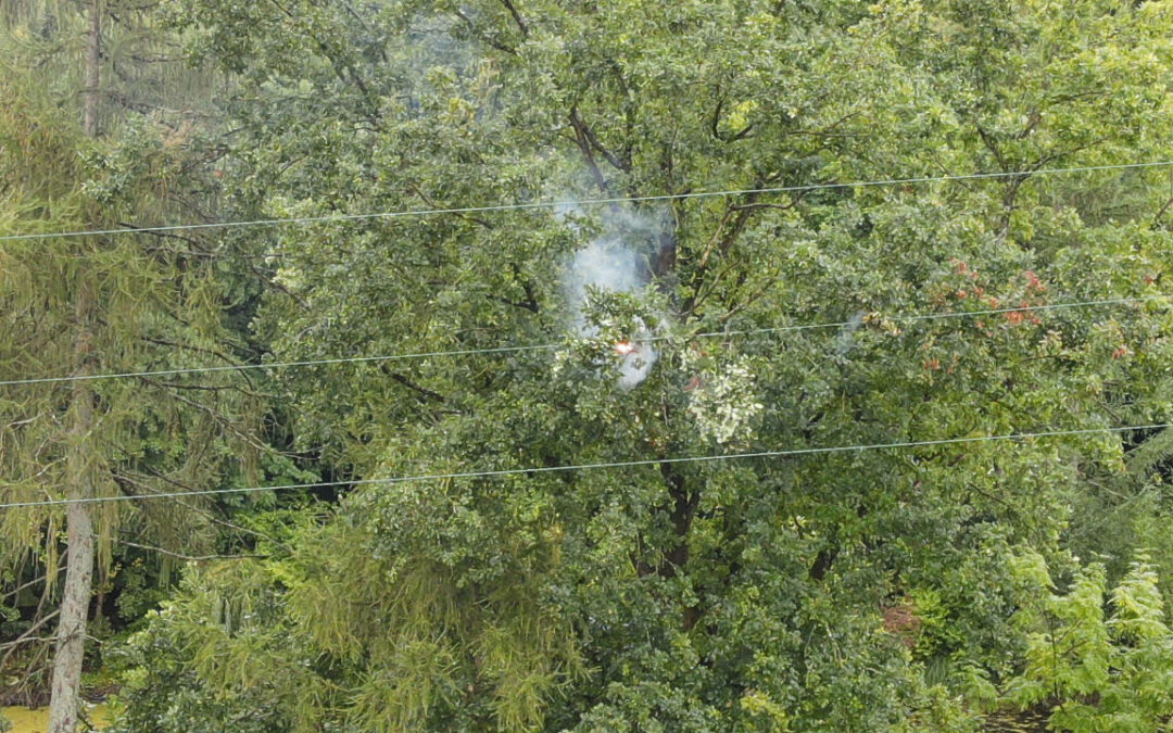 Baum in Stromleitung sorgt für Stromausfall