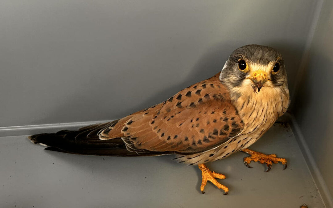 Verletzter Turmfalke auf dem Ith