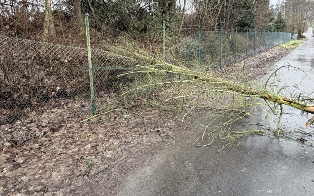 Umgestürzter Baum im Wäscheweg