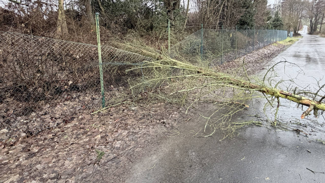 Umgestürzter Baum im Wäscheweg