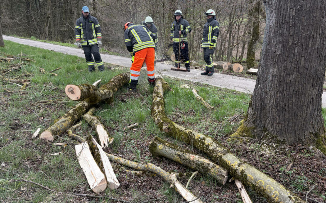 PKW fährt in umgestürzten Baum auf der B64 bei Vorwohle