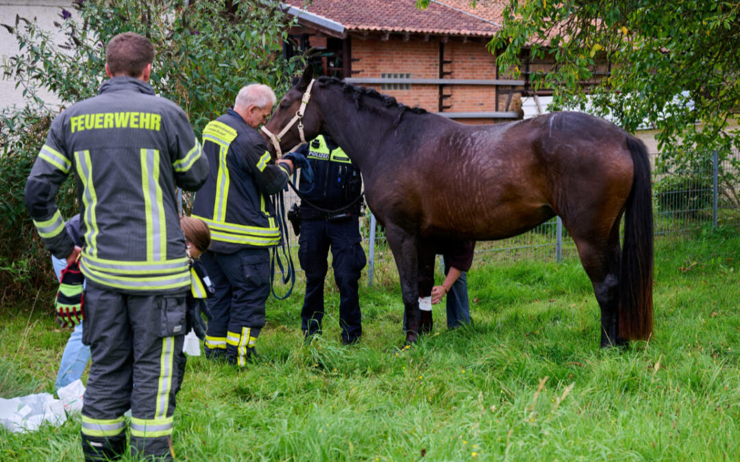 Tierrettung: Pferd klemmt in Pferdeanhänger