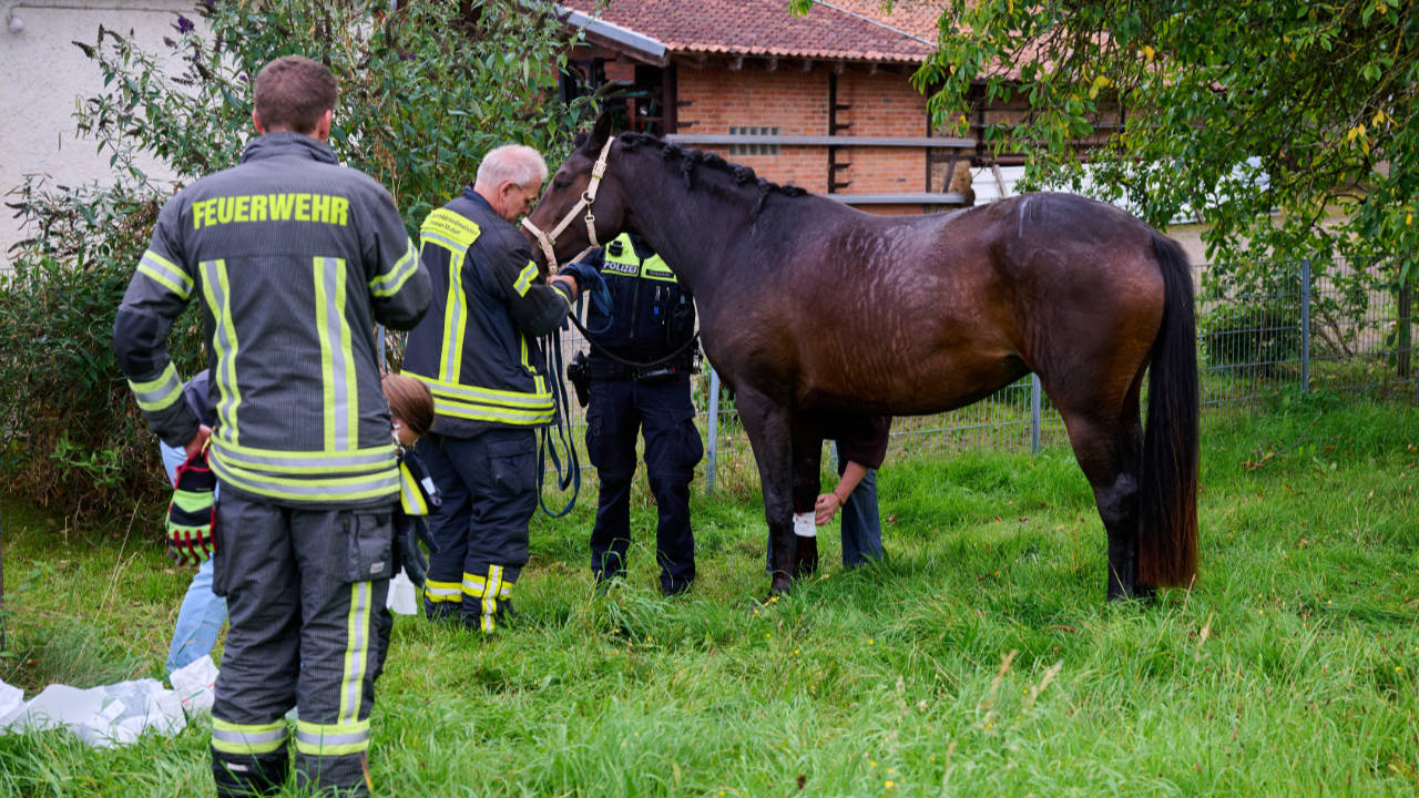 Tierrettung: Pferd klemmt in Pferdeanhänger
